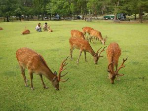 Que ver en Nara