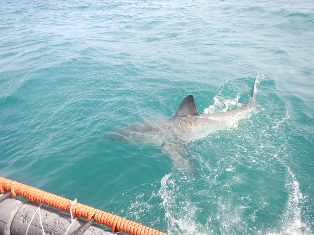 Ver tiburones en Sudáfrica