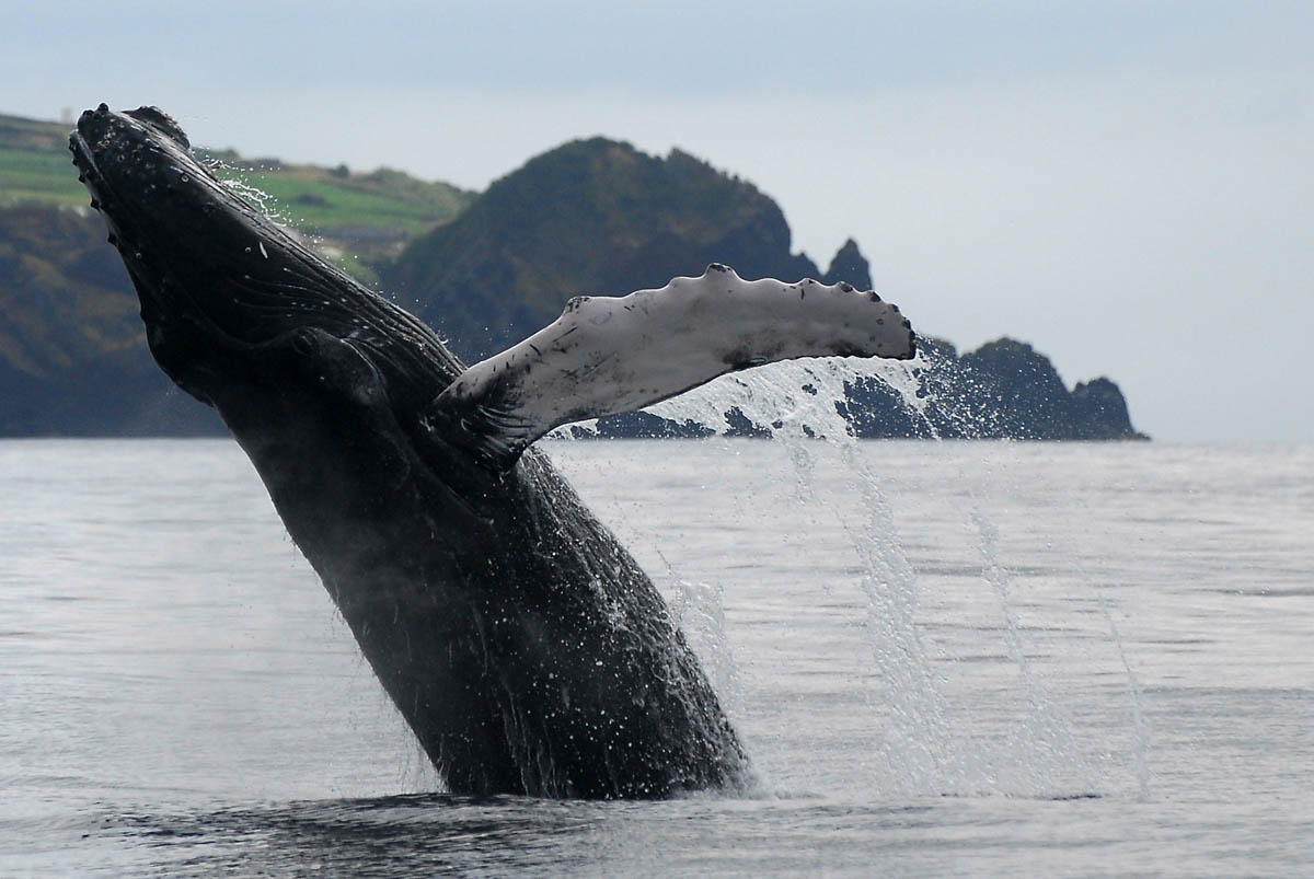 Observacion de cetaceos en Azores
