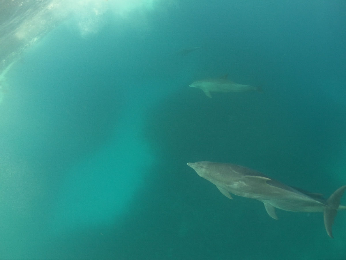 Nadando con delfines