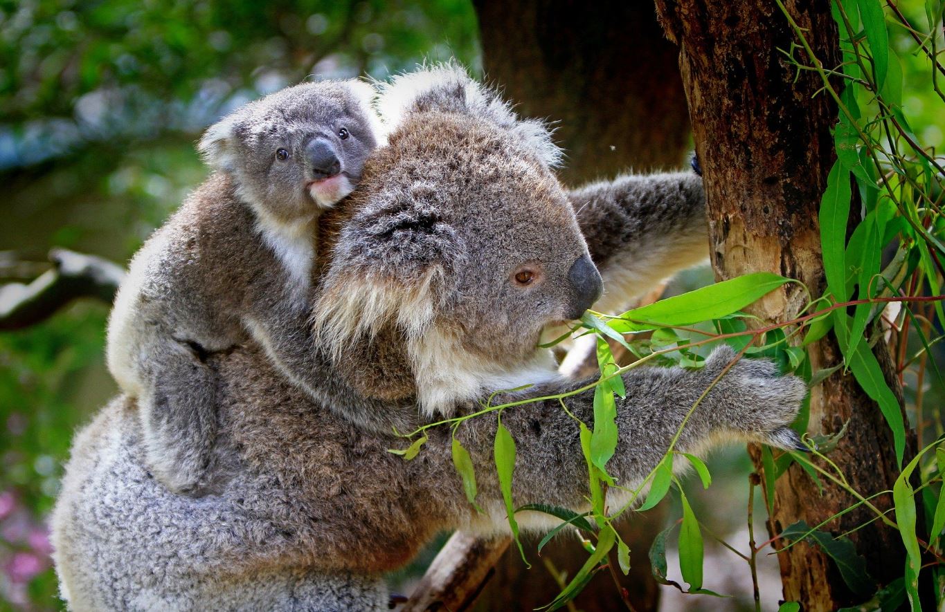 koalas en Australia