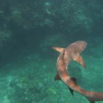 Nadar en Fiji con tiburones