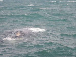 Ver ballenas en Sudáfrica