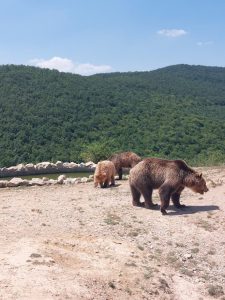 Santuario de osos de Pristina